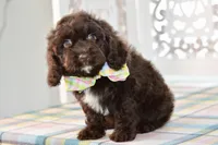 Claire, a female Cockapoo for sale in Anderson, MO – 1 of 8