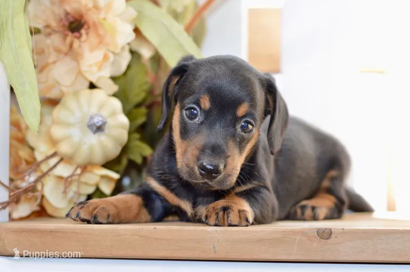 Sybel – Miniature Dachshund puppy for sale in Anderson, MO
