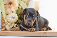 Sybel, a female Miniature Dachshund for sale in Anderson, MO – 1 of 8