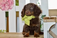 Osborn, a male Miniature Dachshund for sale in Anderson, MO – 5 of 7