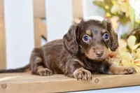 Claudine, a female Miniature Dachshund for sale in Anderson, MO – 5 of 8