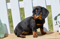 Miller, a male Miniature Dachshund for sale in Anderson, MO – Photo 3 of 5