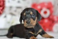 Miller, a male Miniature Dachshund for sale in Anderson, MO – Photo 8 of 8