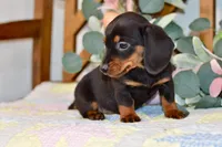 Miller, a male Miniature Dachshund for sale in Anderson, MO – Photo 6 of 8