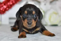 Miller, a male Miniature Dachshund for sale in Anderson, MO – Photo 1 of 8