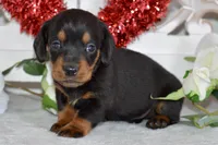 Miller, a male Miniature Dachshund for sale in Anderson, MO – Photo 3 of 8