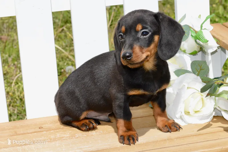 Miller – Miniature Dachshund puppy for sale in Anderson, MO