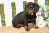 Miller, a male Miniature Dachshund for sale in Anderson, MO – Photo 1 of 5
