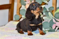 Miller, a male Miniature Dachshund for sale in Anderson, MO – Photo 8 of 8