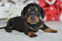Miller, a male Miniature Dachshund for sale in Anderson, MO – Photo 2 of 8