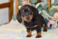 Miller, a male Miniature Dachshund for sale in Anderson, MO – Photo 3 of 8