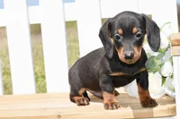 Miller, a male Miniature Dachshund for sale in Anderson, MO – Photo 5 of 5