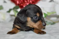 Miller, a male Miniature Dachshund for sale in Anderson, MO – Photo 4 of 8