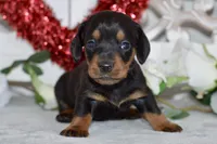 Miller, a male Miniature Dachshund for sale in Anderson, MO – Photo 5 of 8
