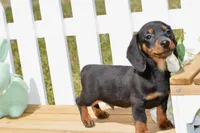 Miller, a male Miniature Dachshund for sale in Anderson, MO – Photo 4 of 5