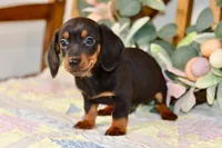Miller, a male Miniature Dachshund for sale in Anderson, MO – Photo 2 of 8