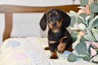 Miller, a male Miniature Dachshund for sale in Anderson, MO – Photo 1 of 8