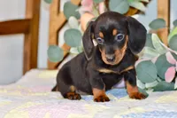 Miller, a male Miniature Dachshund for sale in Anderson, MO – Photo 5 of 8
