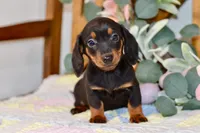 Miller, a male Miniature Dachshund for sale in Anderson, MO – Photo 4 of 8