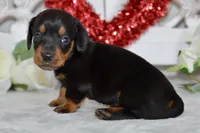 Miller, a male Miniature Dachshund for sale in Anderson, MO – Photo 7 of 8