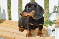 Miller, a male Miniature Dachshund for sale in Anderson, MO – Photo 2 of 5