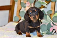 Miller, a male Miniature Dachshund for sale in Anderson, MO – Photo 7 of 8