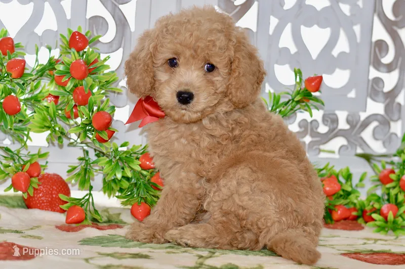 Jared – Miniature Goldendoodle puppy for sale in Anderson, MO