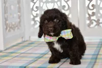 Claire, a female Cockapoo for sale in Anderson, MO – 8 of 8