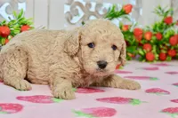 Jay, a male Miniature Goldendoodle for sale in Anderson, MO – 6 of 8