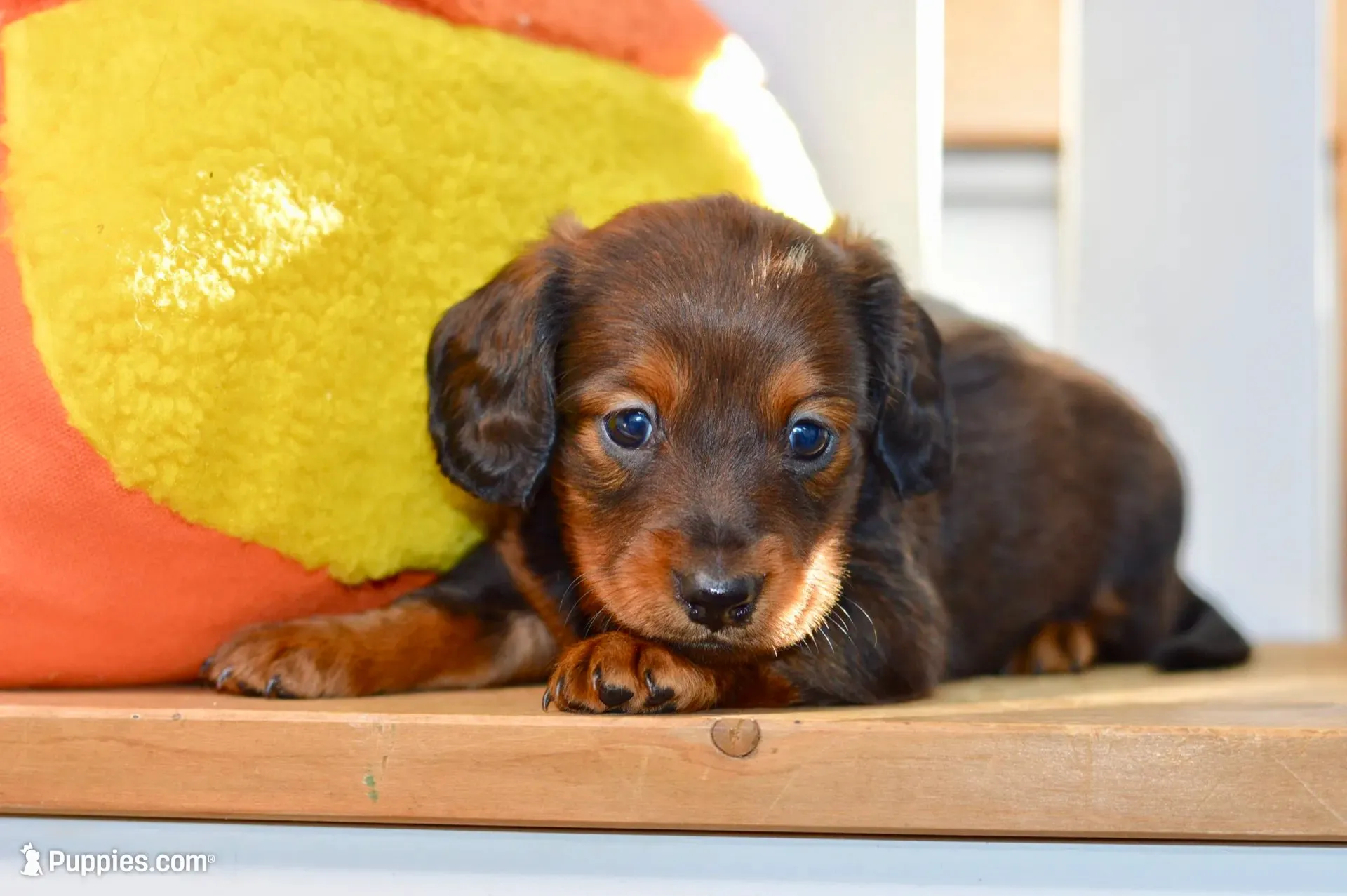Gwen, a female Dachshund for sale in Anderson, MO – 1 of 8