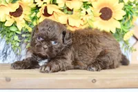 Kaycee, a female Shih Tzu for sale in Anderson, MO – 4 of 8