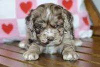 processed/058052fe-f2b0-4892-8738-594cd65f869f/listing/1ab94d73-327b-4001-930a-e0be13f0675e/562f5b88-ee8b-405b-866a-01d4c8eec7c0