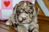 processed/058052fe-f2b0-4892-8738-594cd65f869f/listing/1ab94d73-327b-4001-930a-e0be13f0675e/b0c89339-dfab-4ea2-92aa-5e641ba87f34