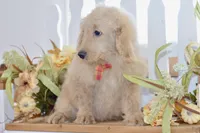 Jay, a male Miniature Goldendoodle for sale in Anderson, MO – 5 of 8