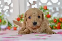 James, a male Miniature Goldendoodle for sale in Anderson, MO – 6 of 7