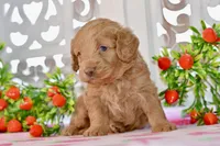 Jude, a male Miniature Goldendoodle for sale in Anderson, MO – 8 of 8