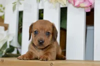 Harris, a male Dachshund for sale in Anderson, MO – 7 of 8