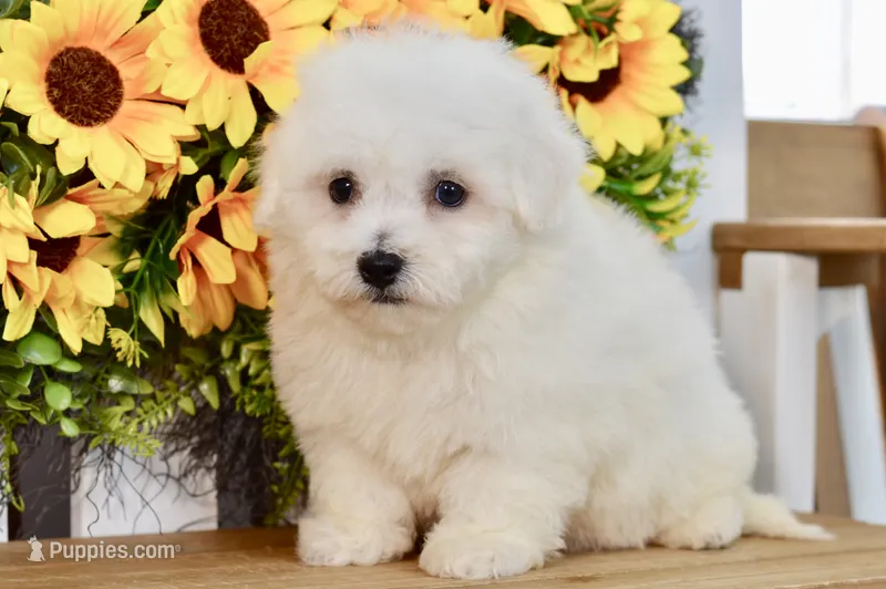 Glenn – Bichon Frise puppy for sale in Anderson, MO