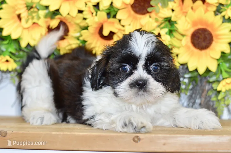 Kiara – Shih Tzu puppy for sale in Anderson, MO
