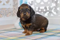 Aaron, a male Miniature Dachshund for sale in Anderson, MO – Photo 7 of 8