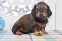 Aaron, a male Miniature Dachshund for sale in Anderson, MO – Photo 3 of 8