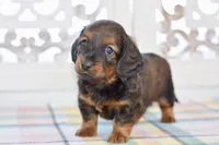 Aaron, a male Miniature Dachshund for sale in Anderson, MO – Photo 2 of 8