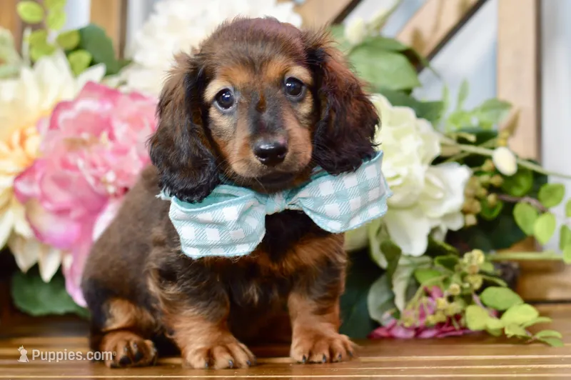 Aaron – Miniature Dachshund puppy for sale in Anderson, MO
