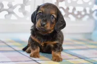 Aaron, a male Miniature Dachshund for sale in Anderson, MO – Photo 6 of 8