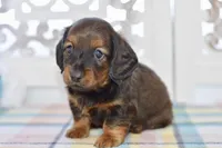 Aaron, a male Miniature Dachshund for sale in Anderson, MO – Photo 4 of 8