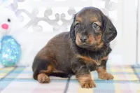 Aaron, a male Miniature Dachshund for sale in Anderson, MO – Photo 8 of 8