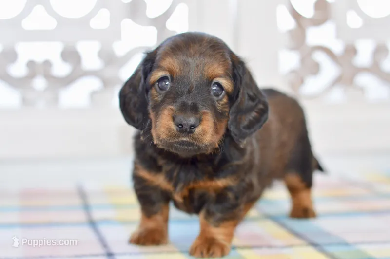 Aaron – Miniature Dachshund puppy for sale in Anderson, MO