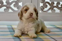 Charles, a male Cockapoo for sale in Anderson, MO – 2 of 8