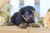 Easton, a male Silky Terrier for sale in Anderson, MO – 5 of 8