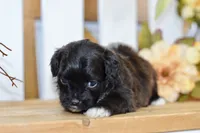 Polo, a female Shihpoo for sale in Anderson, MO – 3 of 8